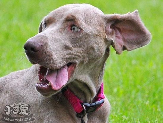 威瑪獵犬有咽炎怎么辦 威瑪獵犬咽炎預(yù)防治療方法1