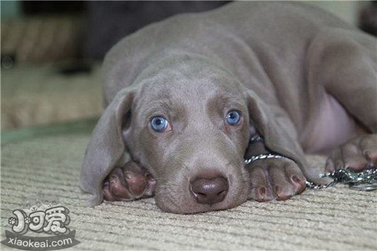 威瑪獵犬怎么驅蟲 威瑪獵犬驅蟲方法1