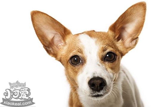 葡萄牙波登可犬怎么護(hù)理 日常護(hù)理方法