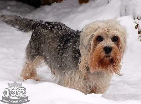 怎么給短腳長身梗拔耳毛 短腳長身梗拔耳毛方法