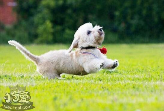 短腳長身梗脫毛怎么辦 短腳長身梗脫毛治療方法