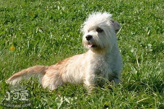 如何治療短腳長身梗蛔蟲 蛔蟲病治療方法