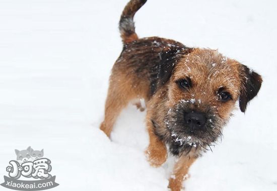 養邊境梗要注意什么 邊境梗飼養注意事項