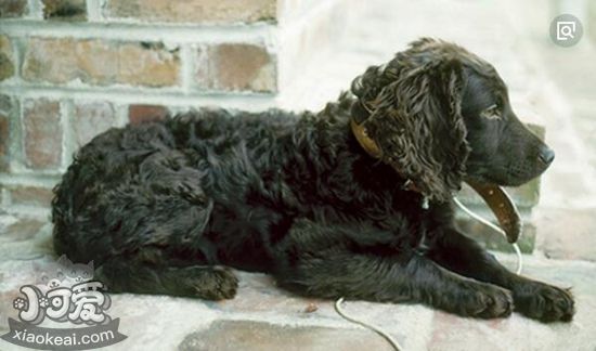 博伊金獵犬怎么美容 博伊金獵犬毛發(fā)美容方法