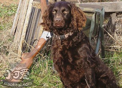 博伊金獵犬怎么養 飼養注意事項