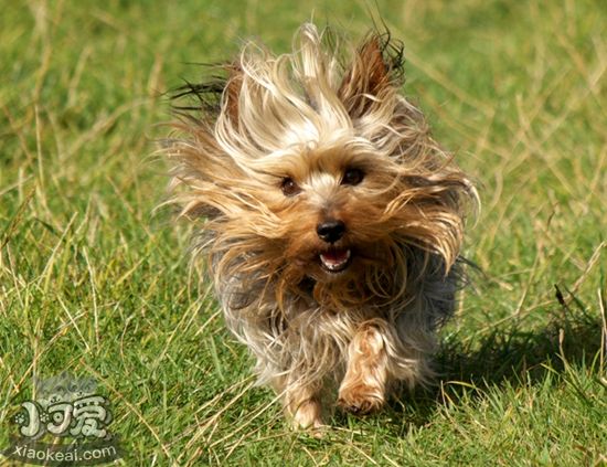 絲毛梗好養嗎 日常養護注意事項