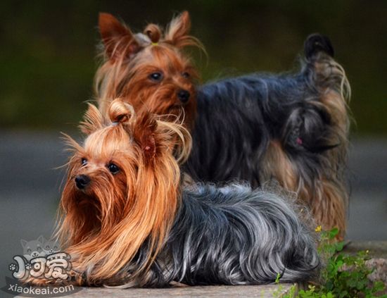 絲毛梗毛發(fā)怎么護理 絲毛梗毛發(fā)護理方法