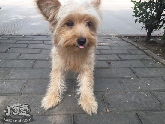 凱恩梗驅蟲藥怎么吃 凱恩梗驅蟲藥使用方法