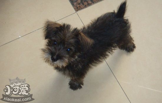 怎么治療凱恩梗胃腸炎 凱恩梗胃腸炎治療方法