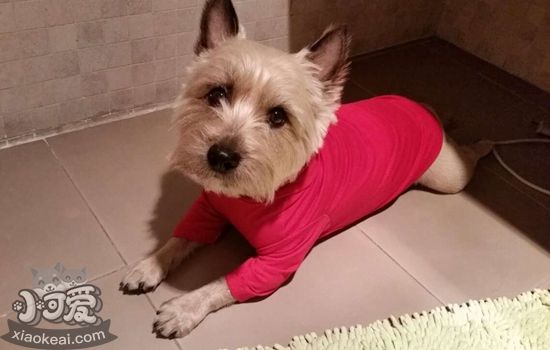 凱恩梗得了空調病怎么辦 空調病防治方法