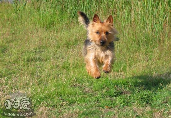 澳大利亞梗怎么喂養(yǎng) 澳大利亞梗喂養(yǎng)技巧