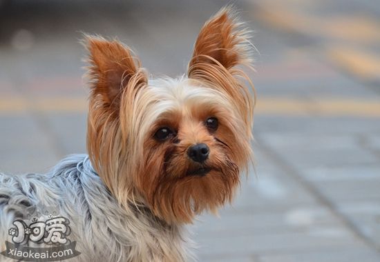 澳大利亞梗怎么洗澡 澳大利亞梗洗澡步驟