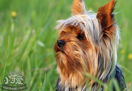 澳大利亞梗咳嗽怎么治療 澳大利亞梗咳嗽治療方法