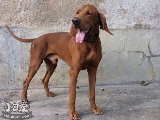 波音達獵犬發燒怎么解決 波音達獵犬發燒處理方案1