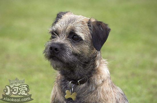 邊境梗長螨蟲怎么辦 邊境梗長螨蟲治療方法