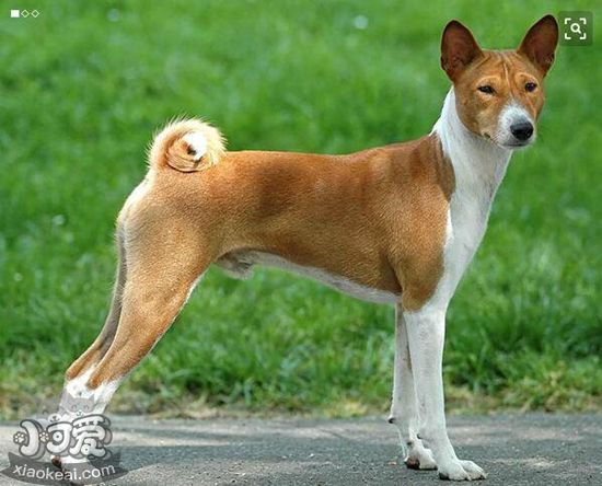 巴仙吉犬感冒吃什么藥 巴仙吉犬感冒用藥介紹
