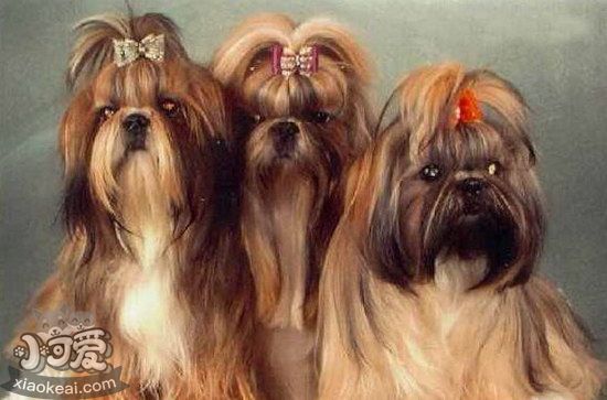 拉薩犬感冒怎么治療 拉薩犬感冒治療方法1