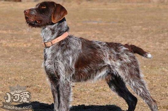 卷毛尋回犬口腔怎么護(hù)理 卷毛尋回犬牙齒清潔方法1