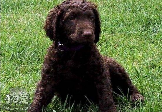 卷毛尋回犬耳朵怎么清潔 卷毛尋回犬耳朵護理流程1