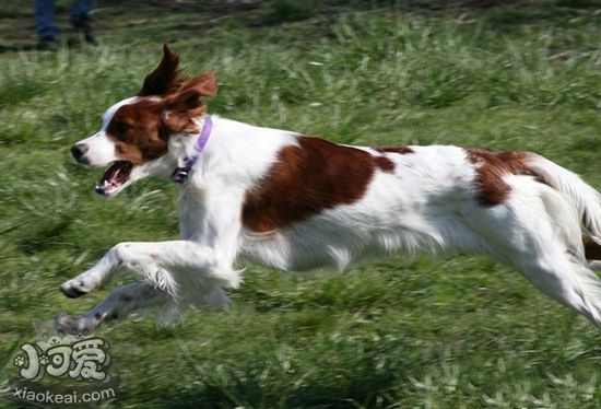 愛爾蘭紅白雪達犬怎么護理 日常護理注意事項