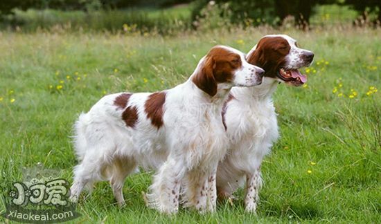 愛爾蘭紅白雪達犬鼻子干燥怎么回事
