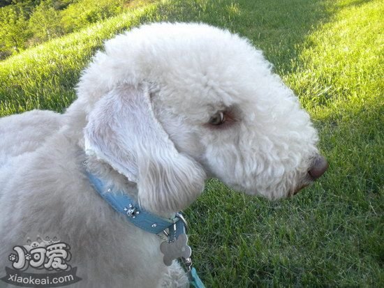 貝靈頓梗細小病毒癥狀及治療方法1