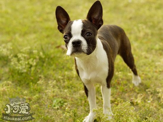 波士頓梗吃什么好 波士頓梗飲食注意事項1