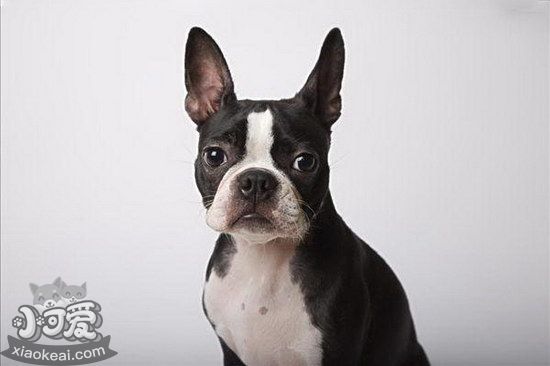 波士頓梗怎么剪指甲 波士頓梗指甲修剪方法1