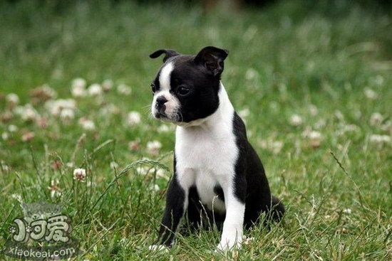 波士頓梗有寄生蟲怎么處理 波士頓梗寄生蟲預(yù)防方法1