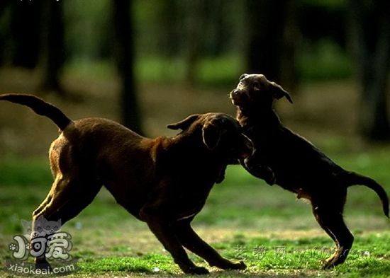 玩具曼徹斯特犬被毛怎么護理 被毛護理小技巧