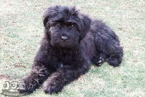 波蘭德斯布比野犬怎么剪指甲 波蘭德斯布比野犬剪指甲技巧1