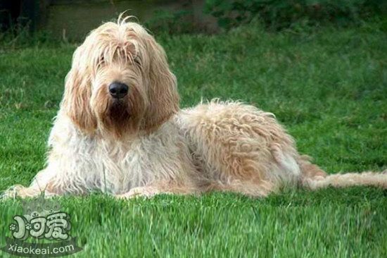 波蘭德斯布比野犬自制狗糧配方推薦1