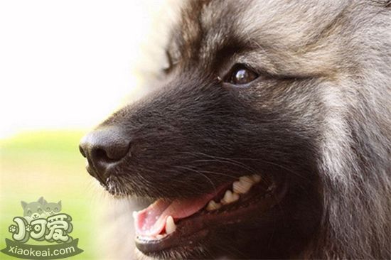 荷蘭毛獅犬吃什么 荷蘭毛獅犬喂食要點