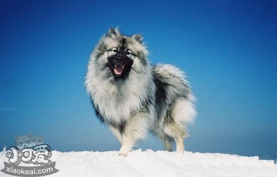 荷蘭毛獅犬發(fā)燒怎么辦 荷蘭毛獅犬發(fā)燒治療方法