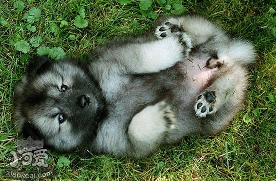 荷蘭毛獅犬怎么驅蟲 荷蘭毛獅犬驅蟲用藥介紹