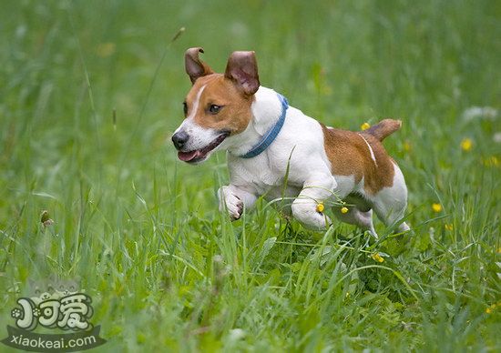 杰克羅素梗怎么驅蟲 杰克羅素梗驅蟲方法1