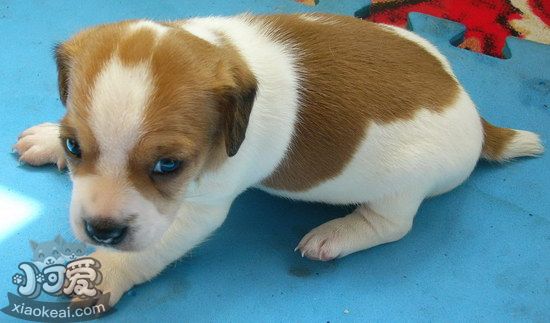 杰克羅素梗怎么修剪指甲 杰克羅素梗剪指甲技巧1