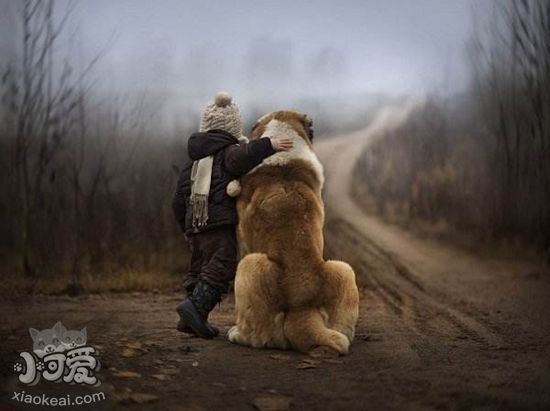 冰島牧羊犬怎么美容 冰島牧羊犬美容方法