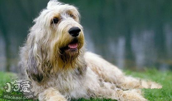 奧達獵犬感冒吃什么藥 獵水獺犬感冒照顧方法1