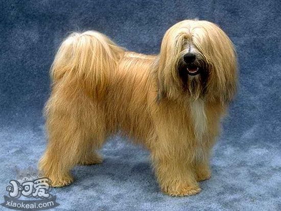 西藏梗有寄生蟲怎么處理 西藏梗寄生蟲預(yù)防方法