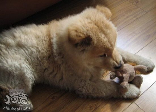 愛爾蘭獵狼犬牙結石預防治療方法1