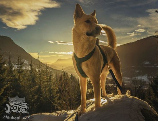 卡南犬發燒怎么辦 卡南犬發燒解決辦法