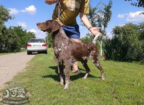 德國短毛波音達怎么美容 德國短毛波音達美容方法