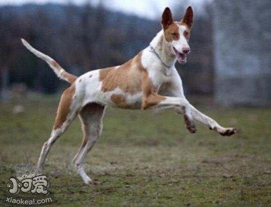 伊比贊獵犬有耳螨怎么治療 伊比贊獵犬耳螨治療方法1