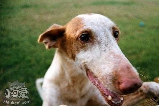 伊比贊獵犬牙齒怎么護理 伊比贊獵犬口腔清潔流程1