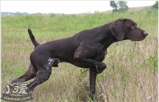 德國短毛波音達發(fā)燒怎么辦 發(fā)燒治療方法