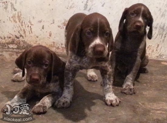 德國短毛波音達異食癖怎么治療 異食癖治療方法
