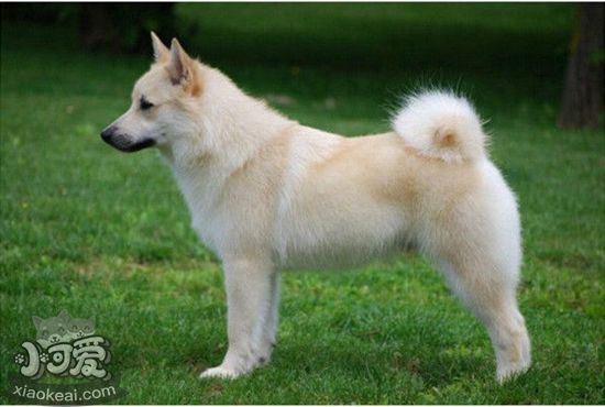 挪威布哈德犬眼睛如何護(hù)理 眼睛護(hù)理步驟