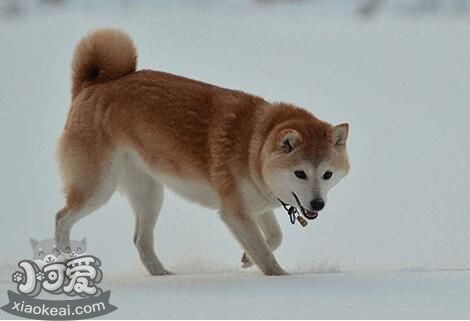 挪威布哈德犬怎么喂養(yǎng) 挪威布哈德犬喂養(yǎng)技巧