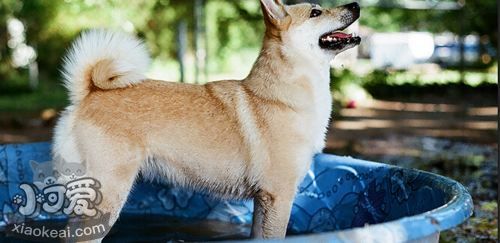 挪威布哈德犬患膿皮癥怎么辦 膿皮癥治療方法